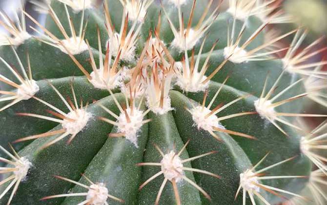 金虎仙人球是什么植物