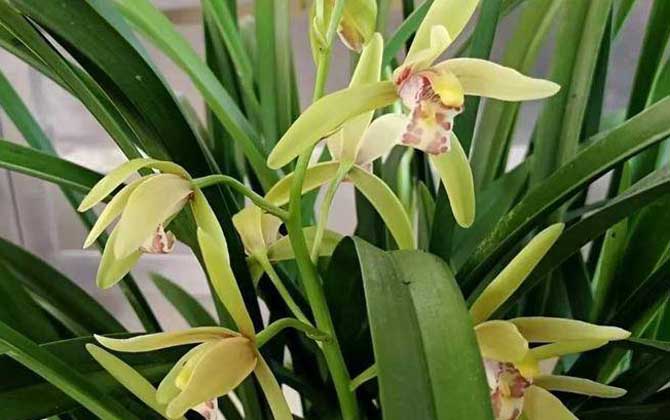 建兰是什么植物