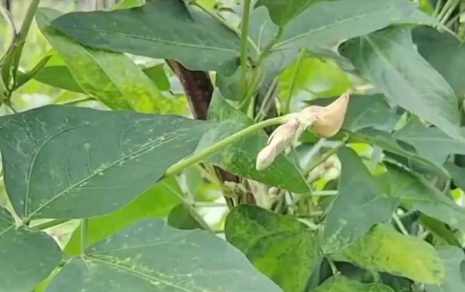 豇豆是什么植物