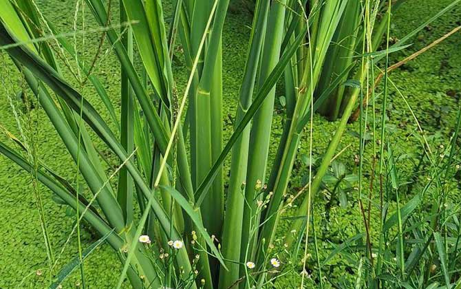 茭白是什么植物