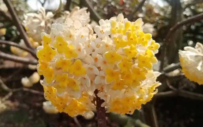 结香是什么植物