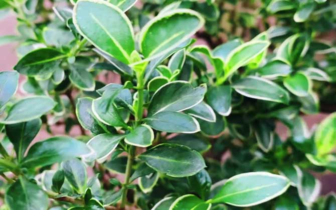 六月雪是什么植物