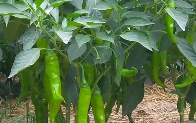 辣椒种子怎么种植
