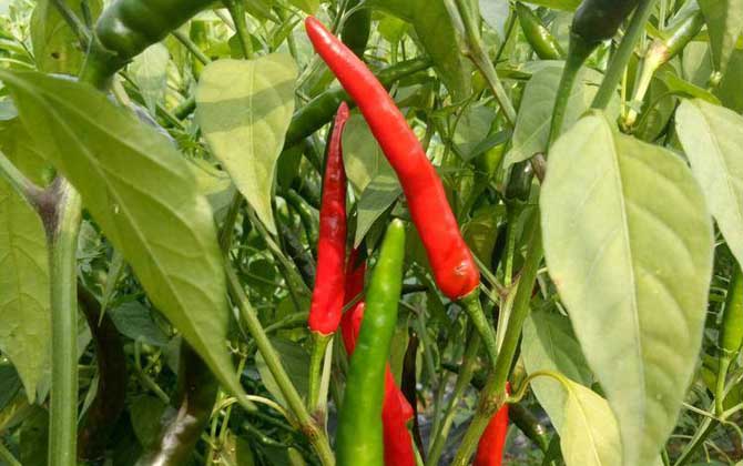 红辣椒