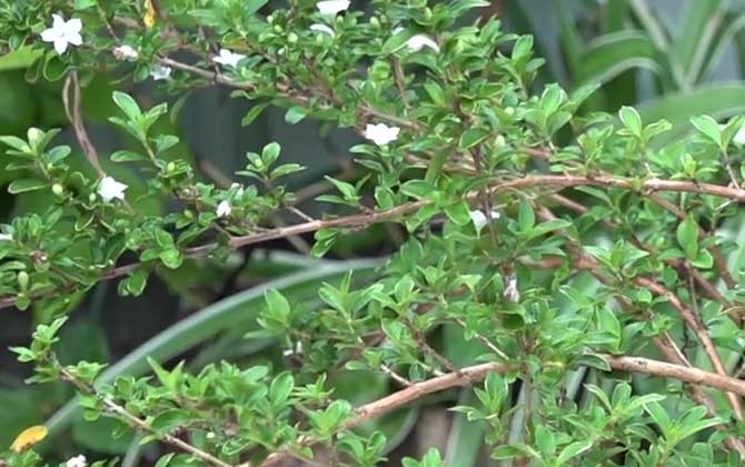 六月雪盆景怎么养才好