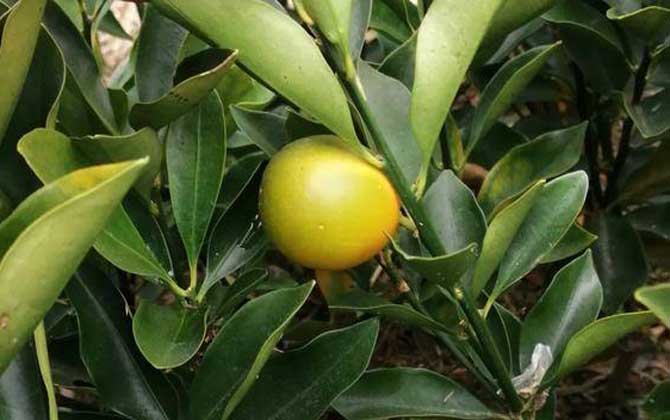 金桔是什么植物