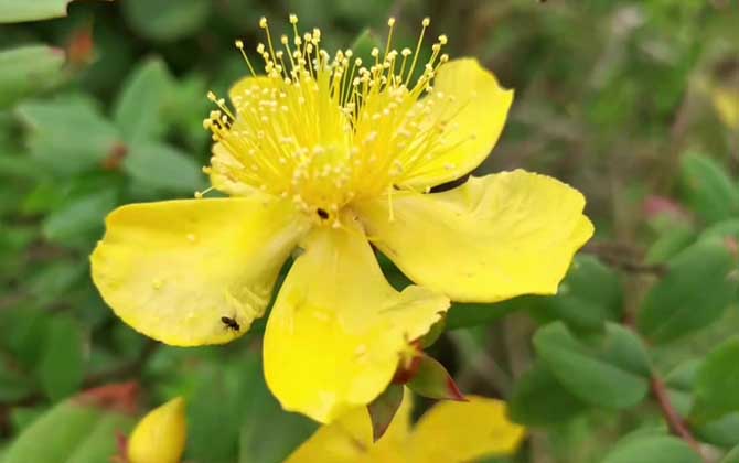 金丝桃是什么植物