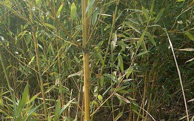 金镶玉竹是什么植物