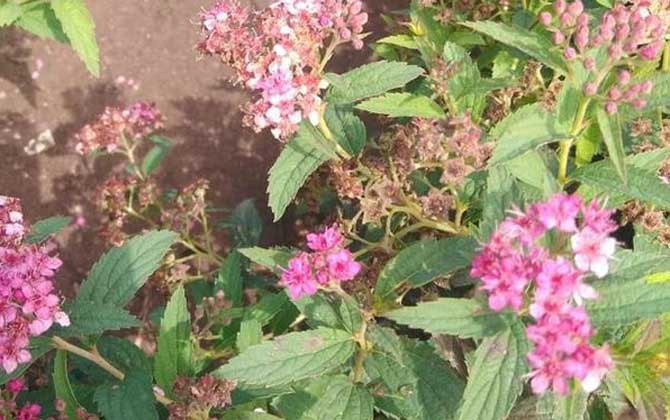 金焰绣线菊是什么植物