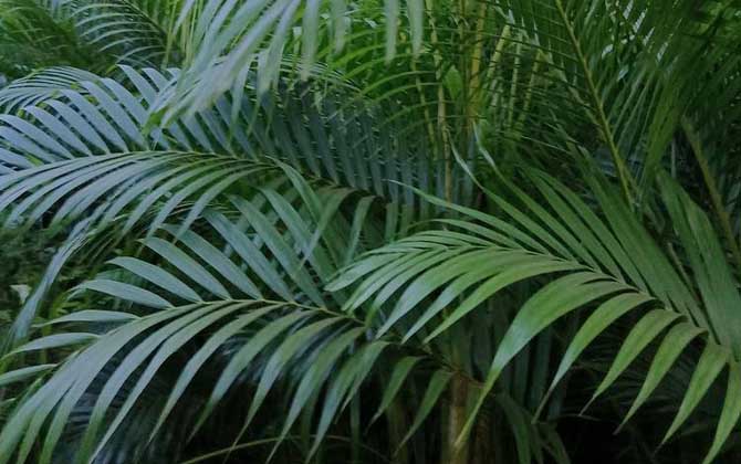 散尾葵是什么植物