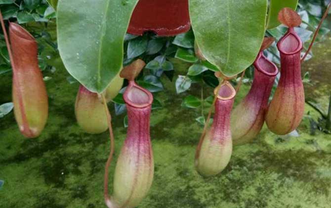 猪笼草是什么植物