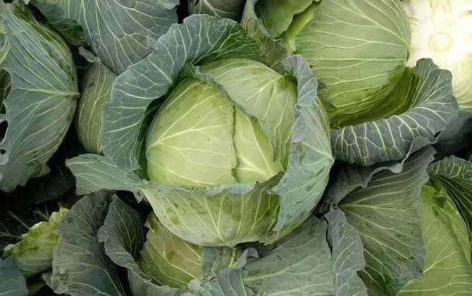 卷心菜是什么植物