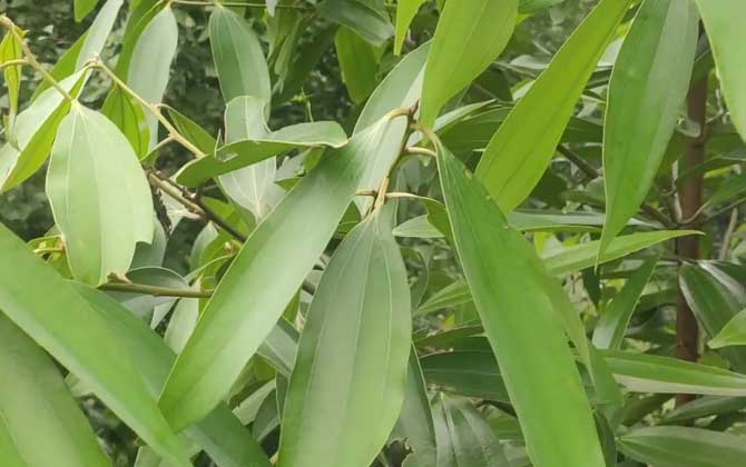 肉桂是什么植物