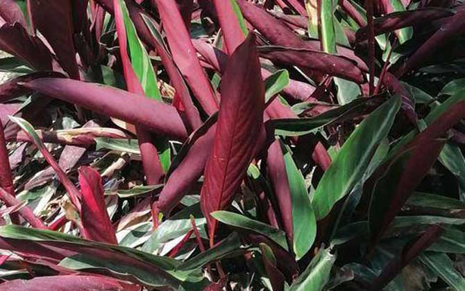 紫背竹芋是什么植物