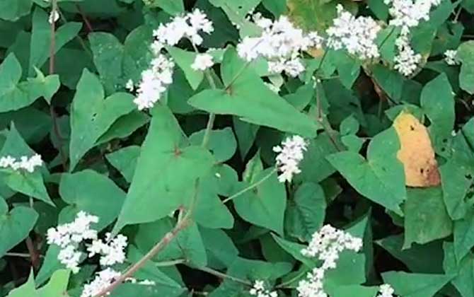 荞麦产地在哪里