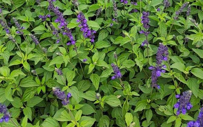 蓝花鼠尾草是什么植物