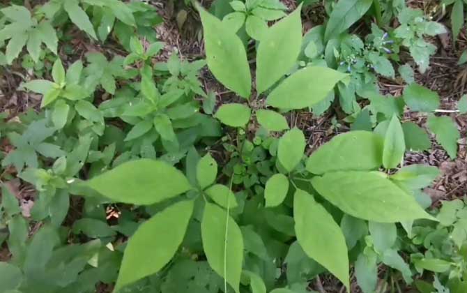 人参是什么植物