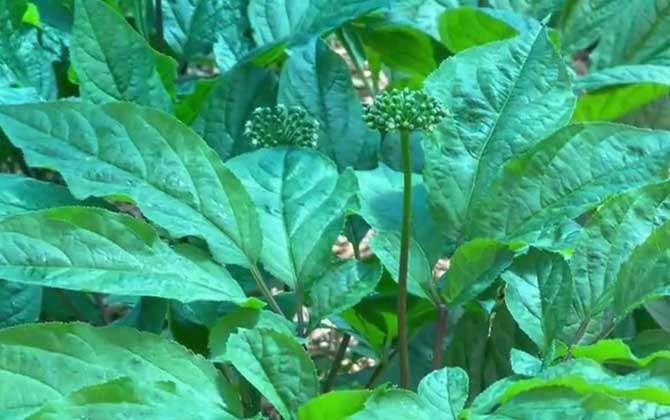 人参花是什么东西