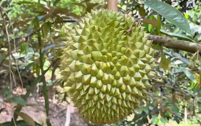 榴莲是什么植物