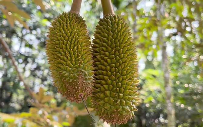 榴莲
