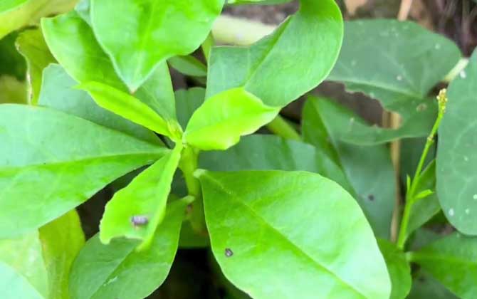 土人参是什么植物