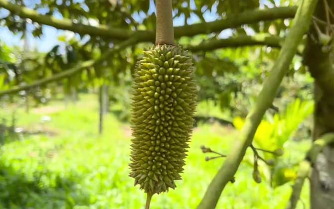 榴莲