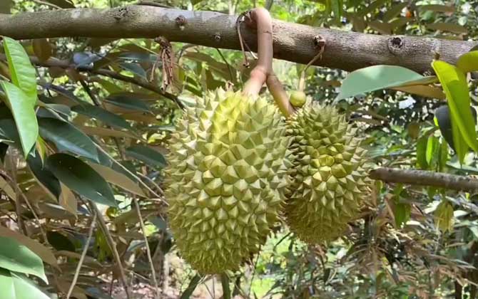 榴莲不熟要怎么放才能熟