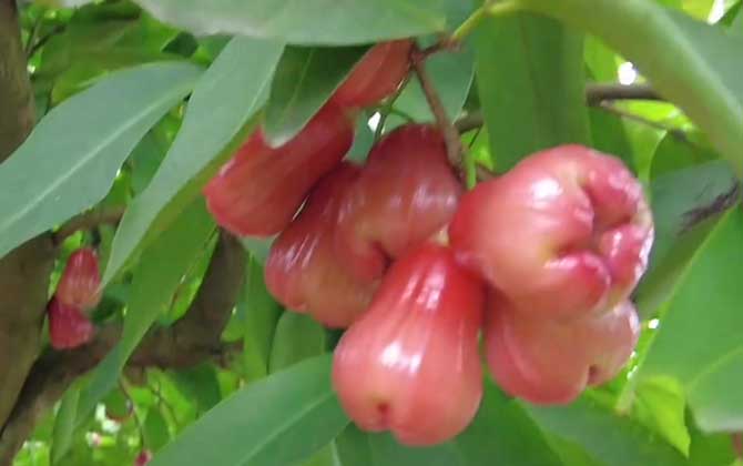 莲雾价格多少钱一斤