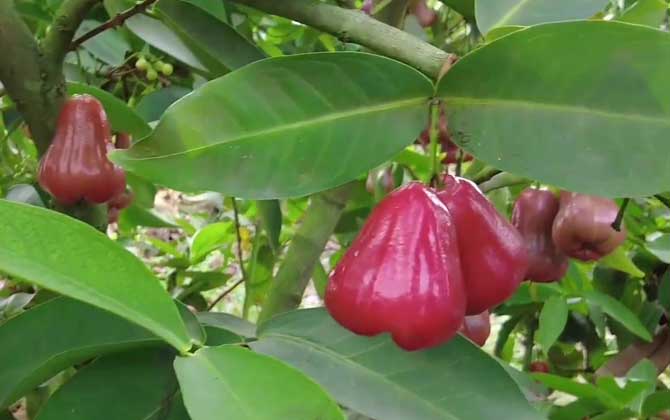 莲雾产地在哪里