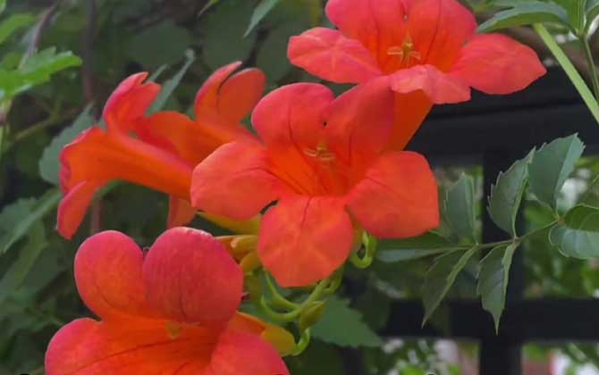 凌霄花是什么植物