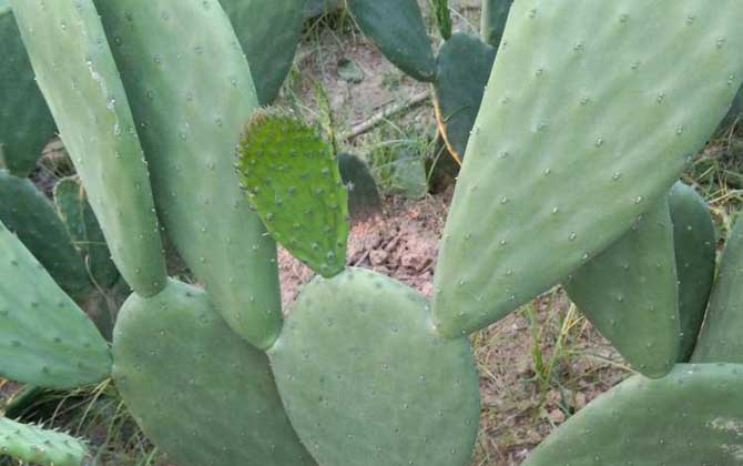 仙人掌光合作用是依靠哪个部分