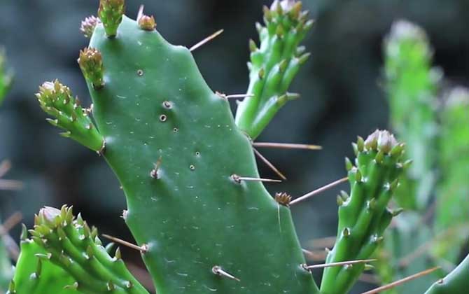 仙人掌开花是什么时候