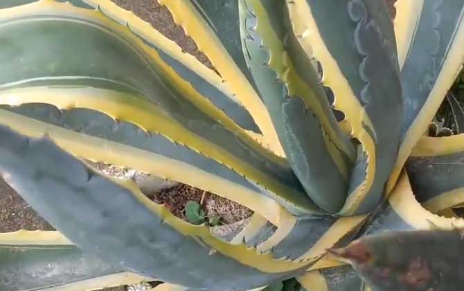 金边龙舌兰是什么植物