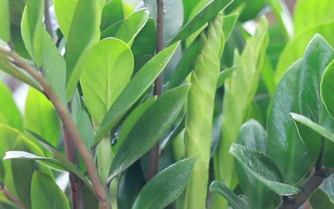 金钱树开花预示什么意思