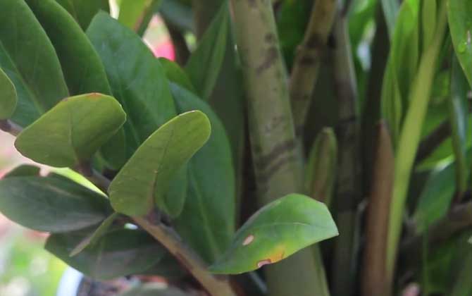 金钱树怎么养才茂盛