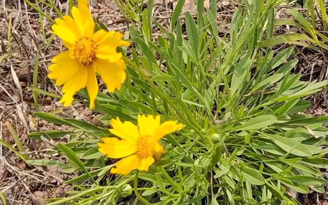 金鸡菊是什么植物