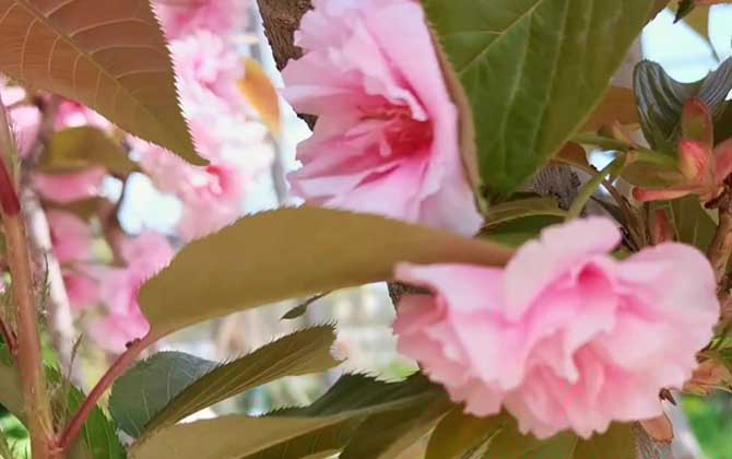 樱花是什么植物