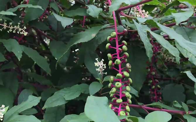 商陆是什么植物