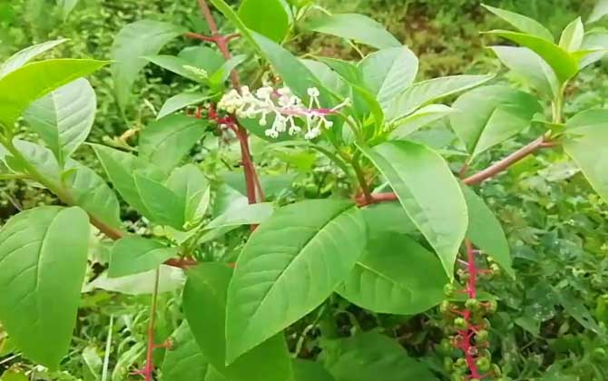 美洲商陆是什么植物