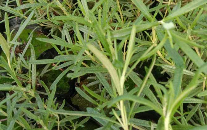 迷迭香是什么植物