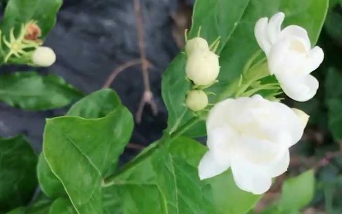 茉莉花什么时候开花