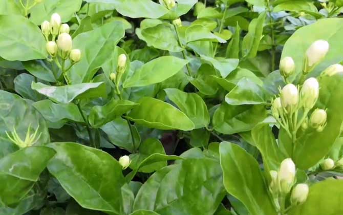 茉莉花怎么养才长得好