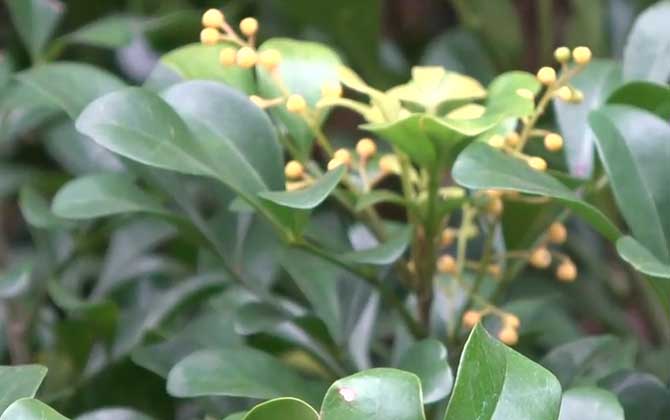 米兰花是什么植物