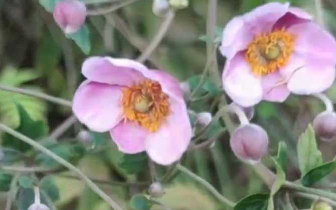 野棉花是什么植物