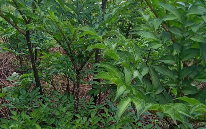 魔芋是什么植物