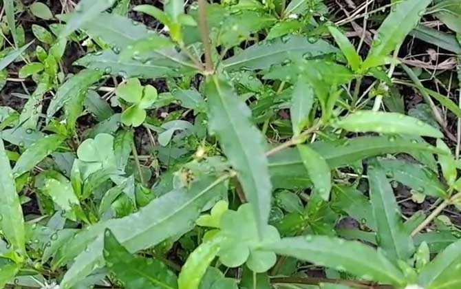 旱莲草是什么植物