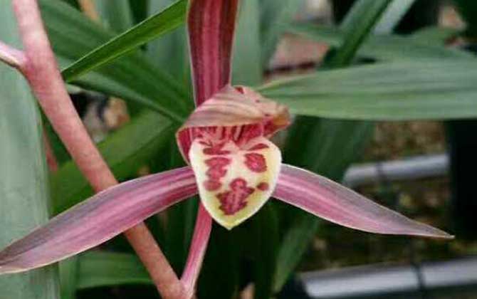 墨兰是什么植物