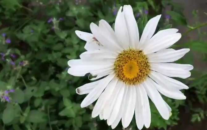 母菊是什么植物