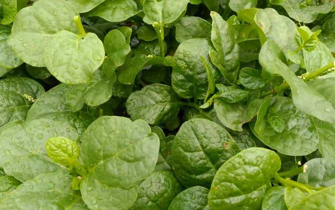 木耳菜是什么植物