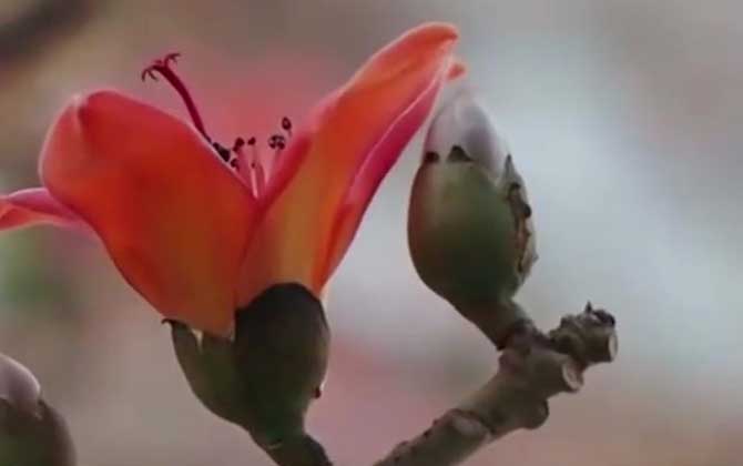 木棉花是什么植物